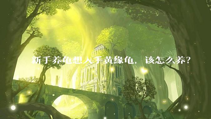 新手养龟想入手黄缘龟，该怎么养？